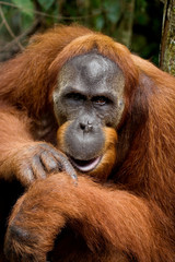 Obraz premium Portrait of a male orangutan. Close-up. Indonesia. The island of Kalimantan (Borneo). An excellent illustration.