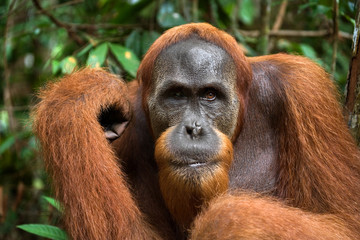 Portrait of a male orangutan. Close-up. Indonesia. The island of Kalimantan (Borneo). An excellent illustration. © gudkovandrey