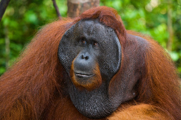 Portrait of a male orangutan. Close-up. Indonesia. The island of Kalimantan (Borneo). An excellent illustration.
