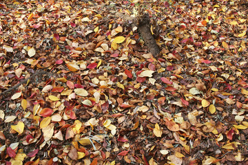 Fallen leaves of one side