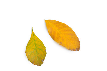 Yellow leaves on white background