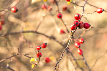 branch of wild rose bush with fruits