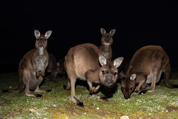 Wild kangaroo portrait at night