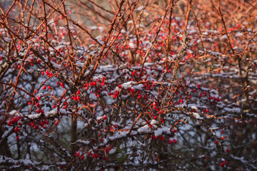 Rote Beeren am Strauch im Winter