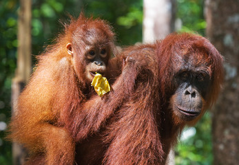 Female and baby orangutan eating fruit. Indonesia. The island of Kalimantan (Borneo). An excellent illustration.