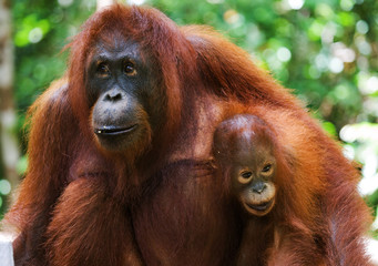 Portrait of a female orangutan with a baby in the wild. Indonesia. The island of Kalimantan (Borneo). An excellent illustration.
