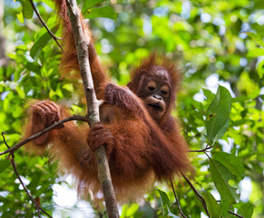 A baby orangutan in the wild. Indonesia. The island of Kalimantan (Borneo). An excellent illustration.