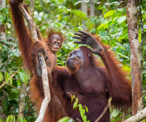 The female of the orangutan with a baby in a tree. Indonesia. The island of Kalimantan (Borneo). An excellent illustration.