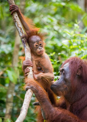 Naklejka premium The female of the orangutan with a baby in a tree. Indonesia. The island of Kalimantan (Borneo). An excellent illustration.