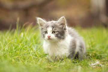 Naklejka na ściany i meble little kitten playing in the grass