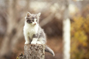 small kitten sitting on a stump