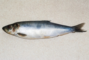 Herring