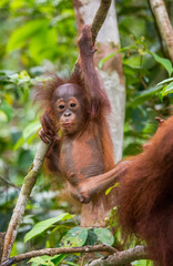 A baby orangutan in the wild. Indonesia. The island of Kalimantan (Borneo). An excellent illustration.