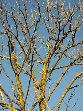Holunder Holler Baum mit Flechte ohne Blatt
