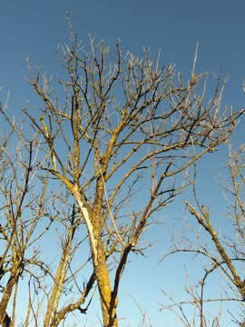 Holunder Holler Baum mit Flechte ohne Blatt