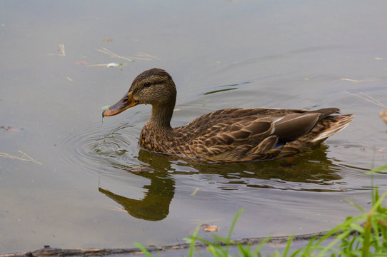 Wild duck swims in the pond. Animals