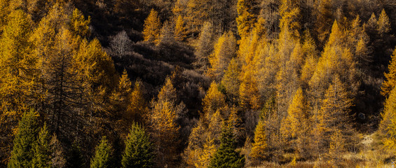 Fototapeta premium Beautiful autumn wood letterbox