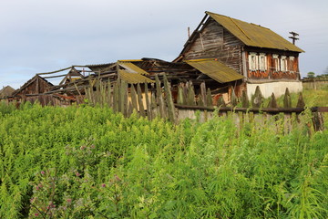 Obraz premium Very old wooden house in the remote Russian village in summer