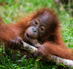 A baby orangutan playing with a wooden stick. Indonesia. The island of Borneo (Kalimantan). An excellent illustration.