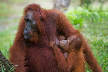Portrait of a female orangutan with a baby in the wild. Indonesia. The island of Kalimantan (Borneo). An excellent illustration.