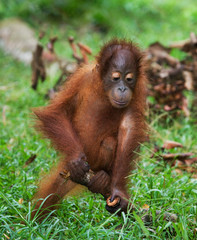 A baby orangutan playing with a wooden stick. Indonesia. The island of Borneo (Kalimantan). An excellent illustration.
