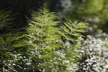 Horsetail plants in the backlight
