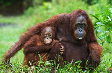 Obraz premium The female of the orangutan with a baby on ground. Indonesia. The island of Kalimantan (Borneo). An excellent illustration.