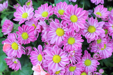 pink flowers
