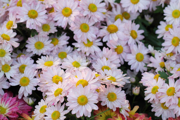 pink flowers
