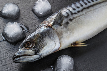 Fresh mackerel cooled with ice