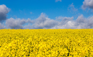Fototapeta premium Rapsfeld im Sommer mit gelben Blüten und blauem Himmel