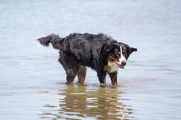 Hund am Strand