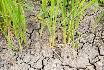 The rice close up at bottom and dry mud field in background
