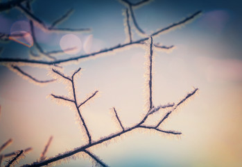 Fototapeta na wymiar Frozen tree