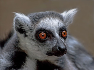 Close-up of ring-tailed lemur (Lemur catta)