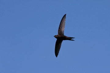 Obraz premium Swift flight (Common Swift / Apus apus)