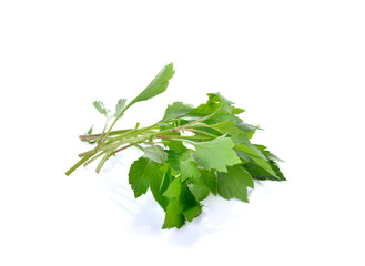 Celery or Sagebrush with stem on white background