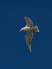 Seagull flying on the blue sky