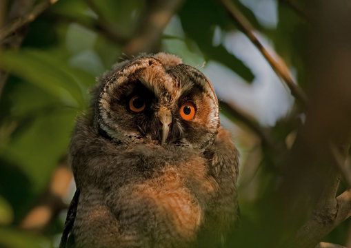 Close up of Long-eared owl (Asio otus)