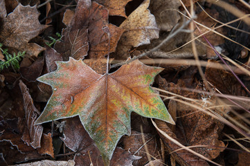 Frozen maple leaf in morning forest. faded frost autumn foliage. fall season texture