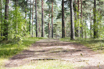 summer pine forest and path