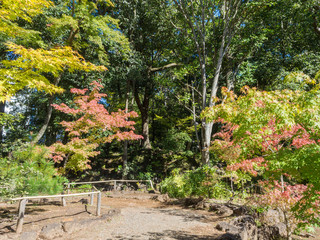 Autumn leaves in Rakujuen Park