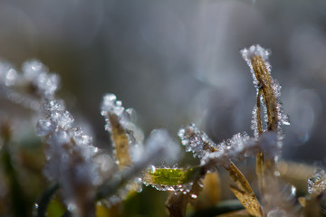 Gras, Eiskristalle nah