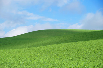 Obraz premium hill with green grass