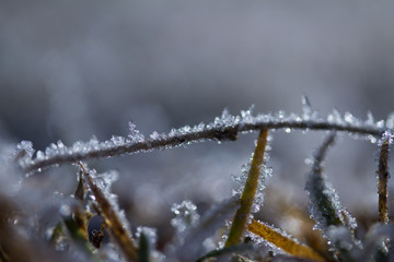 Gras, Eiskristalle nah