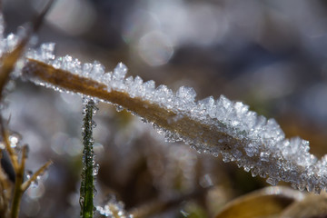 Gras, Eiskristalle nah
