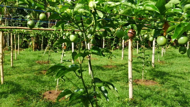 Passion fruits on the vine 