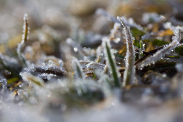 Gras, Eiskristalle nah