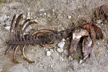 Carcass of a horse after wolves attack
