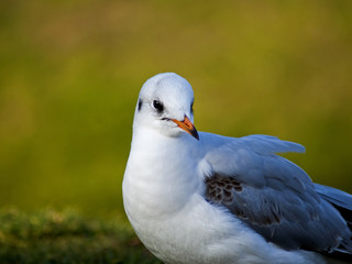 mewa